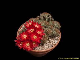 Rebutia padcayensis WR322 1823 (2)